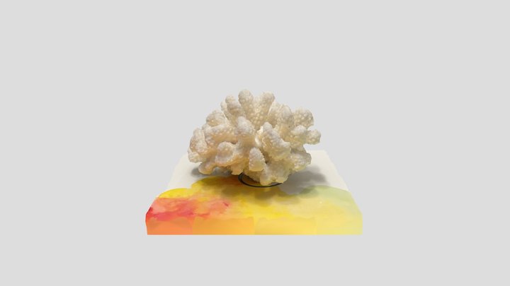 Coral 3D Model