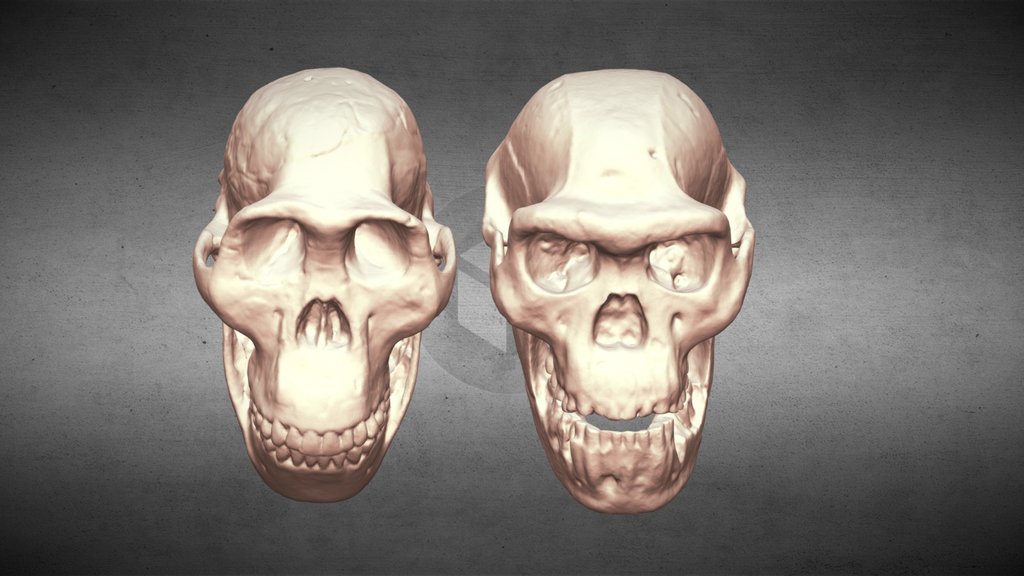 Australopithecus Africanus, Dmanisi5 Comparison