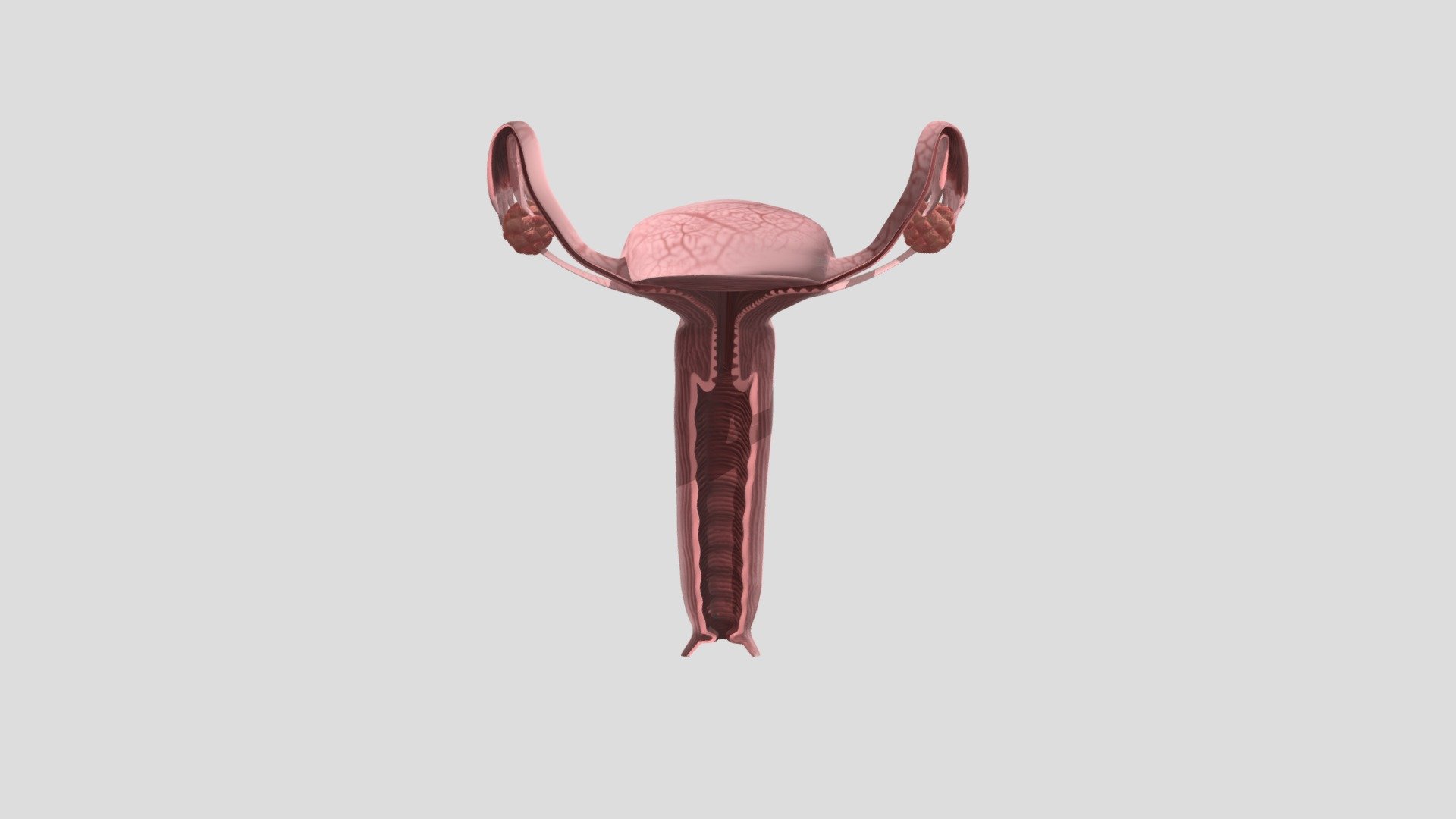 female-reproductive-organs-x-section - 3D model by disenoediloja ...