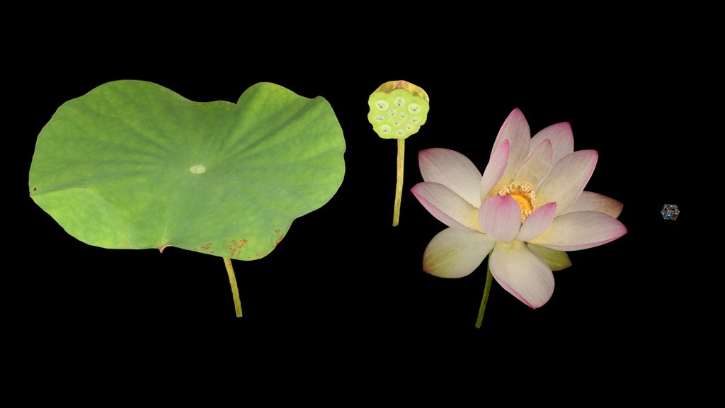 CC0 ハス Indian Lotus, Nelumbo nucifera