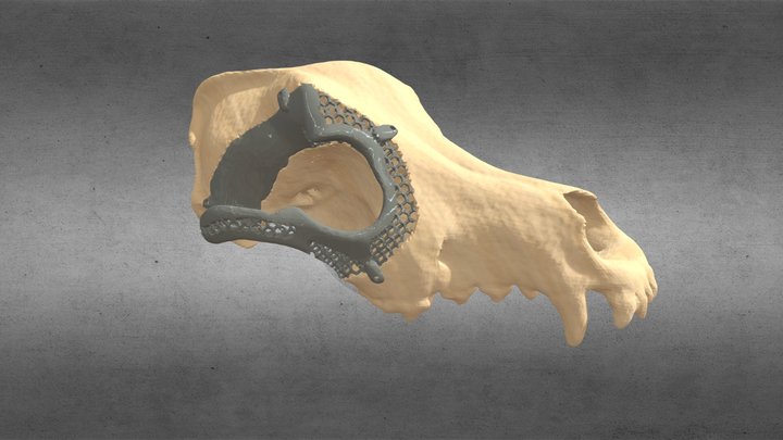 Dog skull prosthesis 3D Model