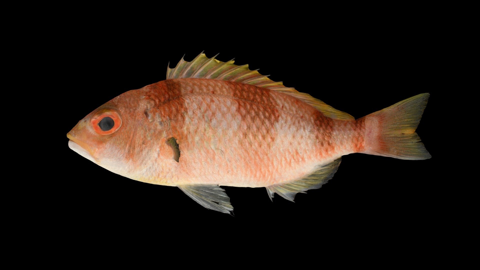 CC0 タマガシラ 🐟 Unarmed Dwarf Monocle Bream - Download Free 3D model by ...