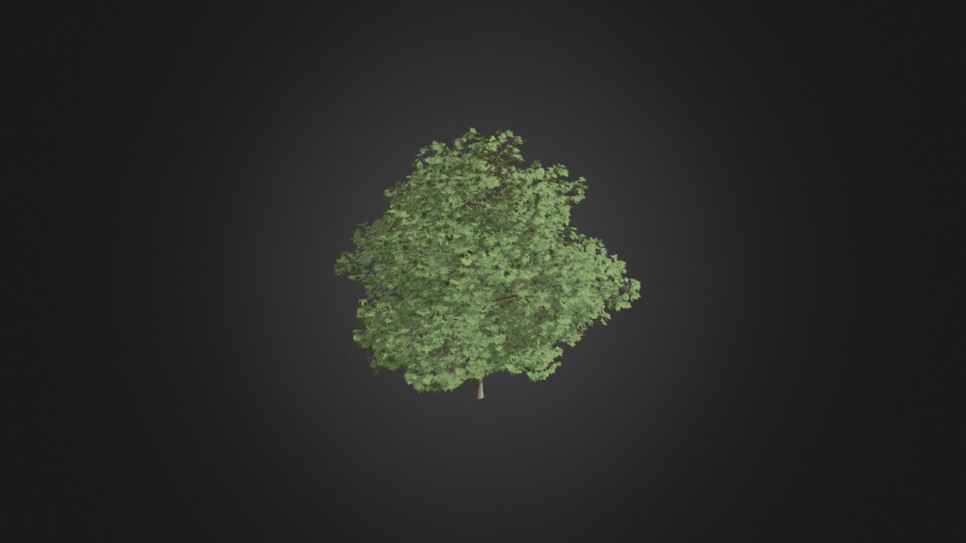 3D model Common Maple 4 (Acer campestre) - This is a 3D model of the Common Maple 4 (Acer campestre). The 3D model is about map.