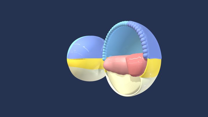 Fatemap - late frog blastula 3D Model