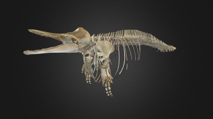 Pacific white-sided dolphin 1st scan 3D Model