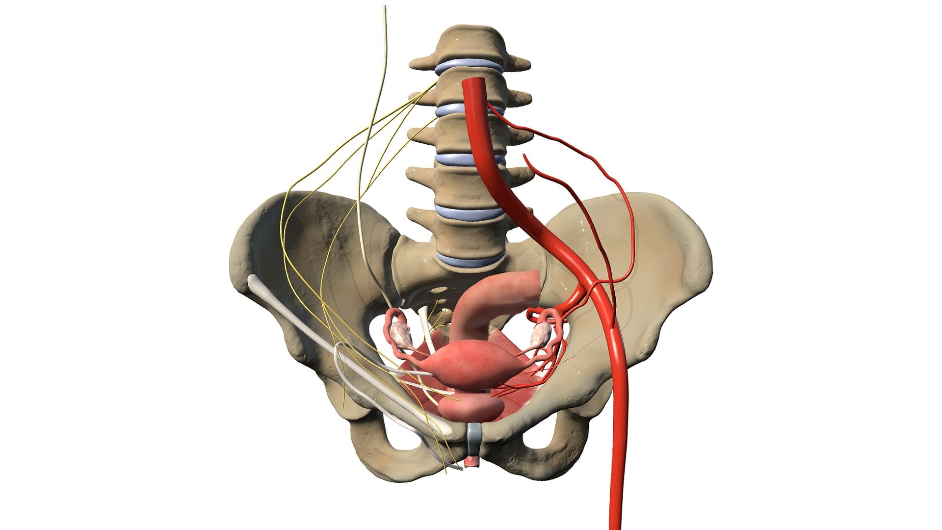 Female Pelvic Model - Surgical Anatomy - 3D model by mcg