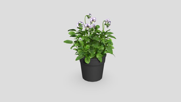 WildPansy_Flowerpot 3D Model