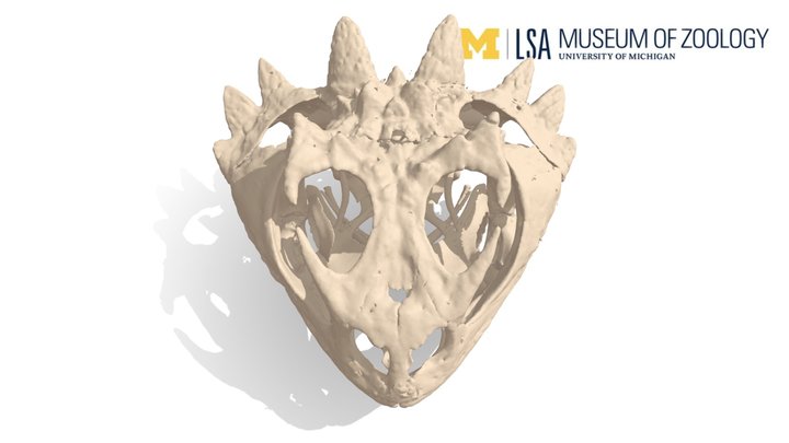 Mountain horned lizard skull 3D Model
