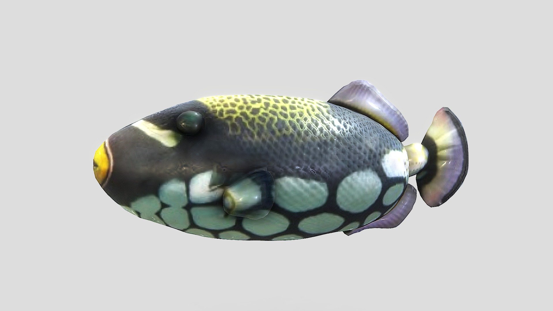 Fish111