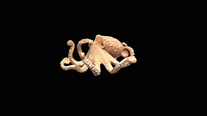 Octopus Squid