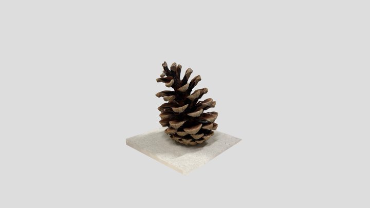 Pine cone phone scan 3D Model