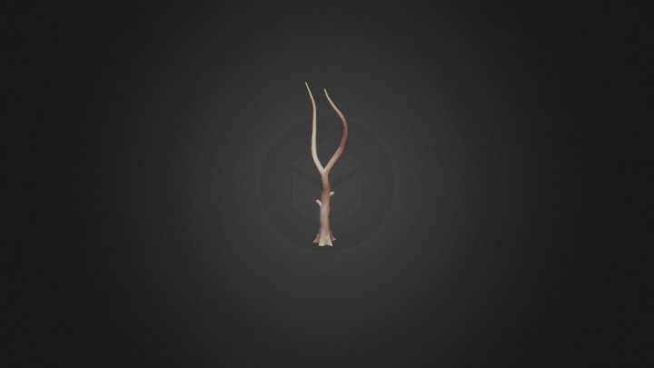 American Sycamore Trunk 3D Model