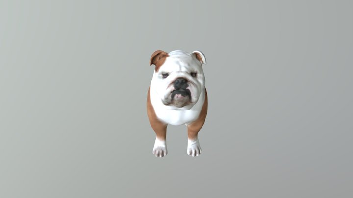 Bull Dog Ingles 3D Model