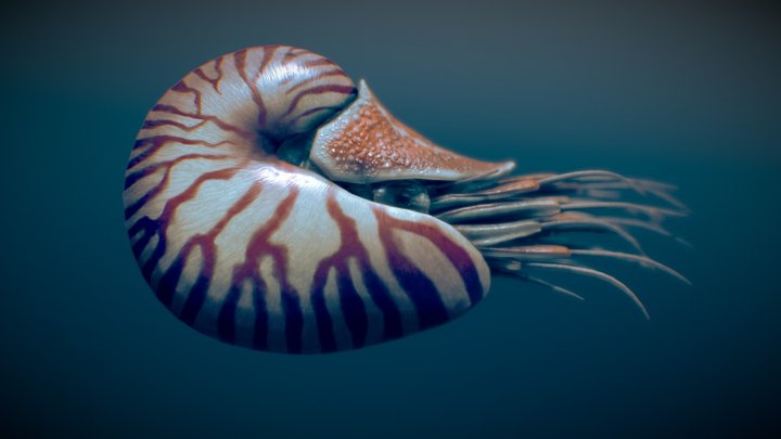 Nautilus belauensis 3D Model