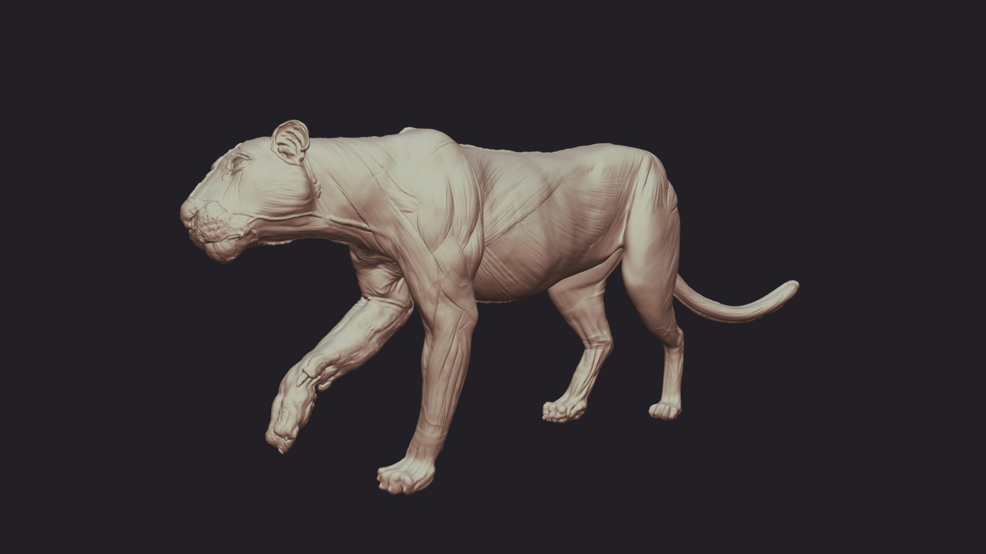 Bengal Tiger Anatomy D Model By Adrian Ngwenya Saart D C Ba