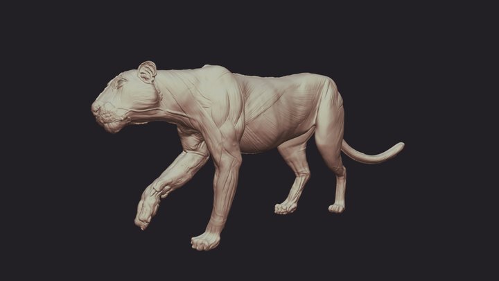 Bengal Tiger Anatomy Base (WIP) 3D Model