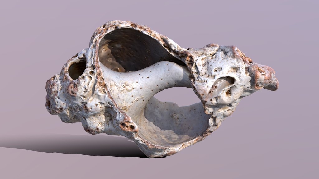 Eroded Seashell Limestone .::RAWscan::.