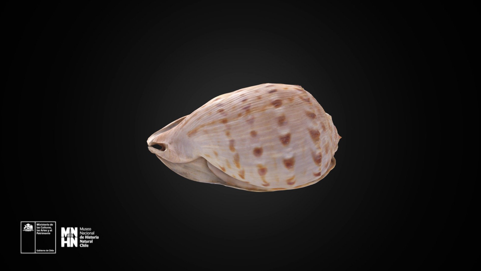 Semicassis granulata (Born, 1778)