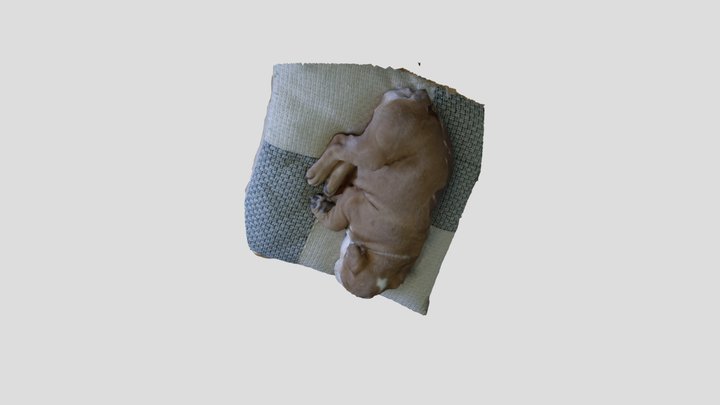 Perro 3D Model