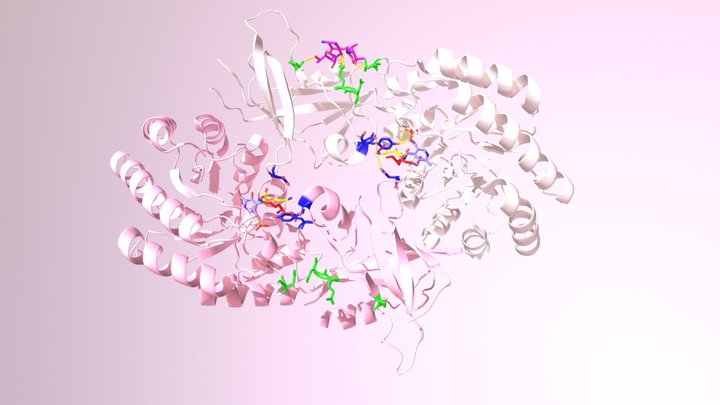 Ornithine Decarboxylase inhibited by G418 3D Model