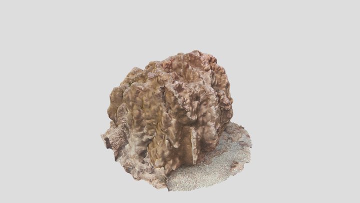 Coral - Porites spp. 3D Model