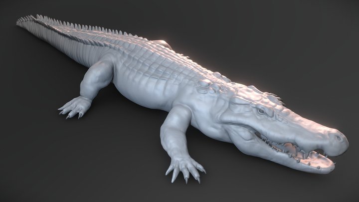 Crocodile basemesh 3D Model