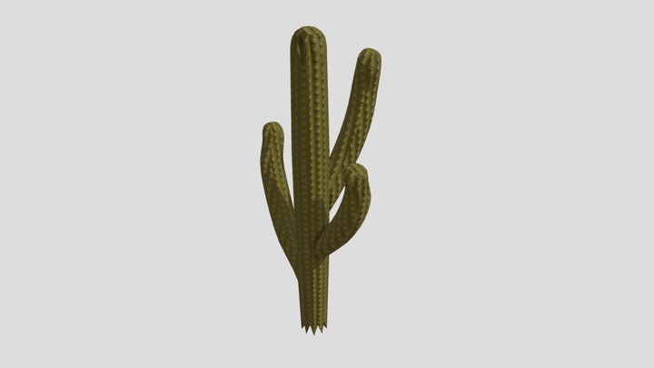 Cactus 3D Model