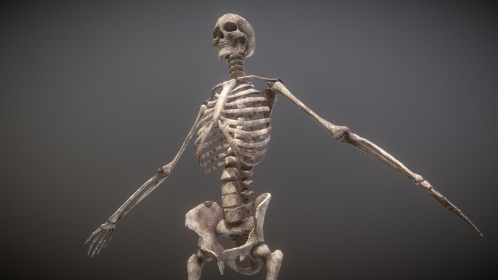 Rigged Skeleton 3D Model