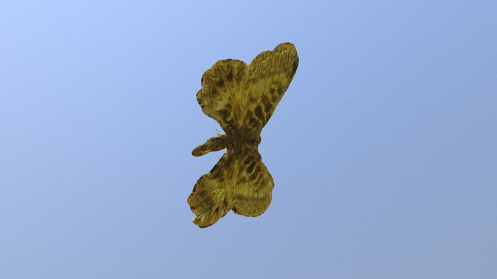 Zerynthia 3D Model