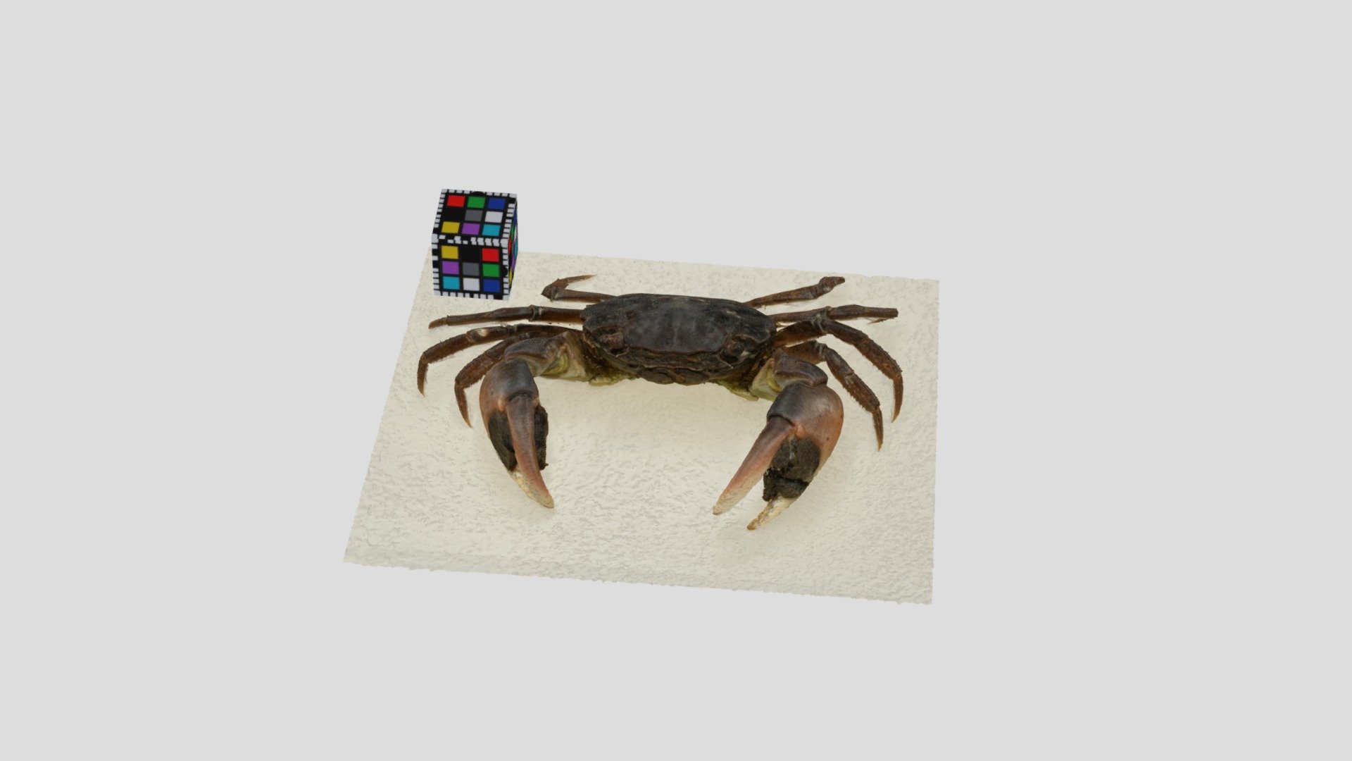 タカノケフサイソガニ オス Hemigrapsus takanoi