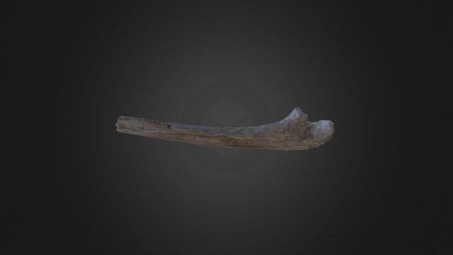 Ulna01 3D Model