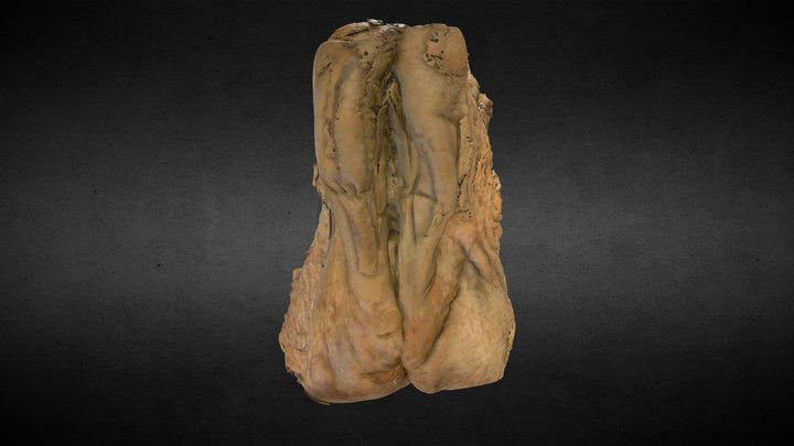 External female genitalia/Genitales femeninos 3D Model