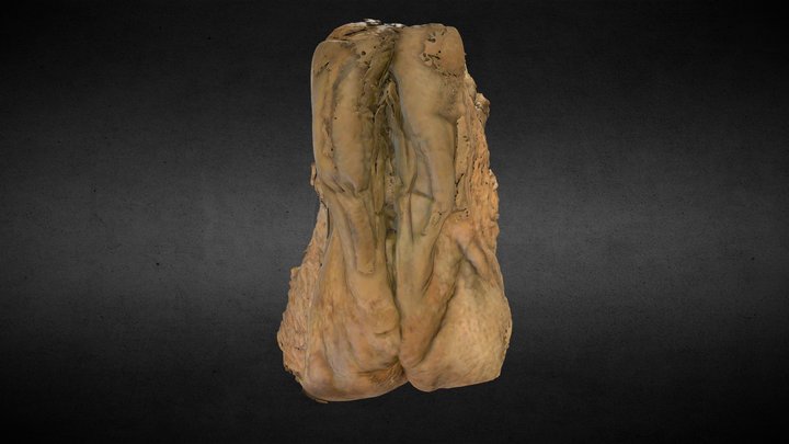 Labia 3d Models Sketchfab