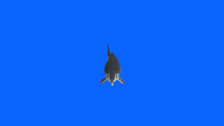 Temnodontosaurus (swimming) – Modello 3D gratuito STL