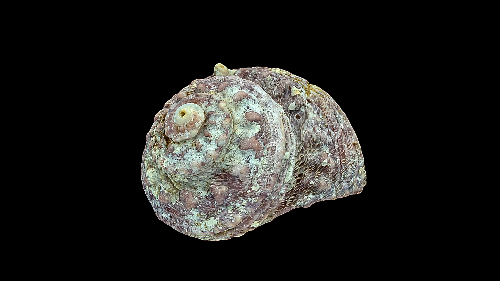 3D model Sea snail shell 1 - This is a 3D model of the Sea snail shell 1. The 3D model is about a close-up of a human brain with Corning Museum of Glass in the background.