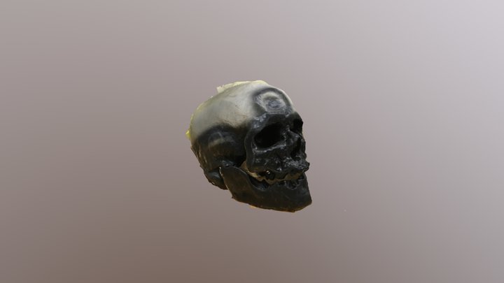 Homo sapiens 3D Model