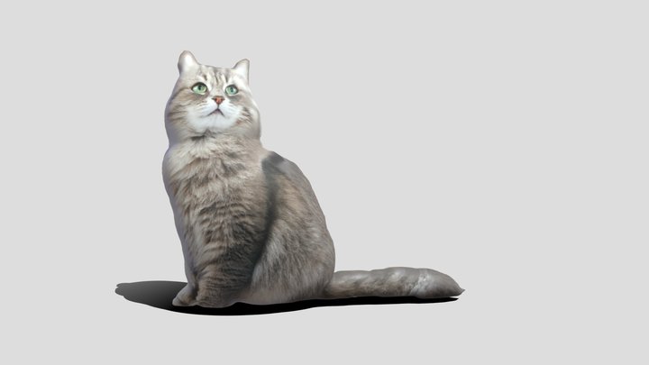 Kucing 3D models - Sketchfab