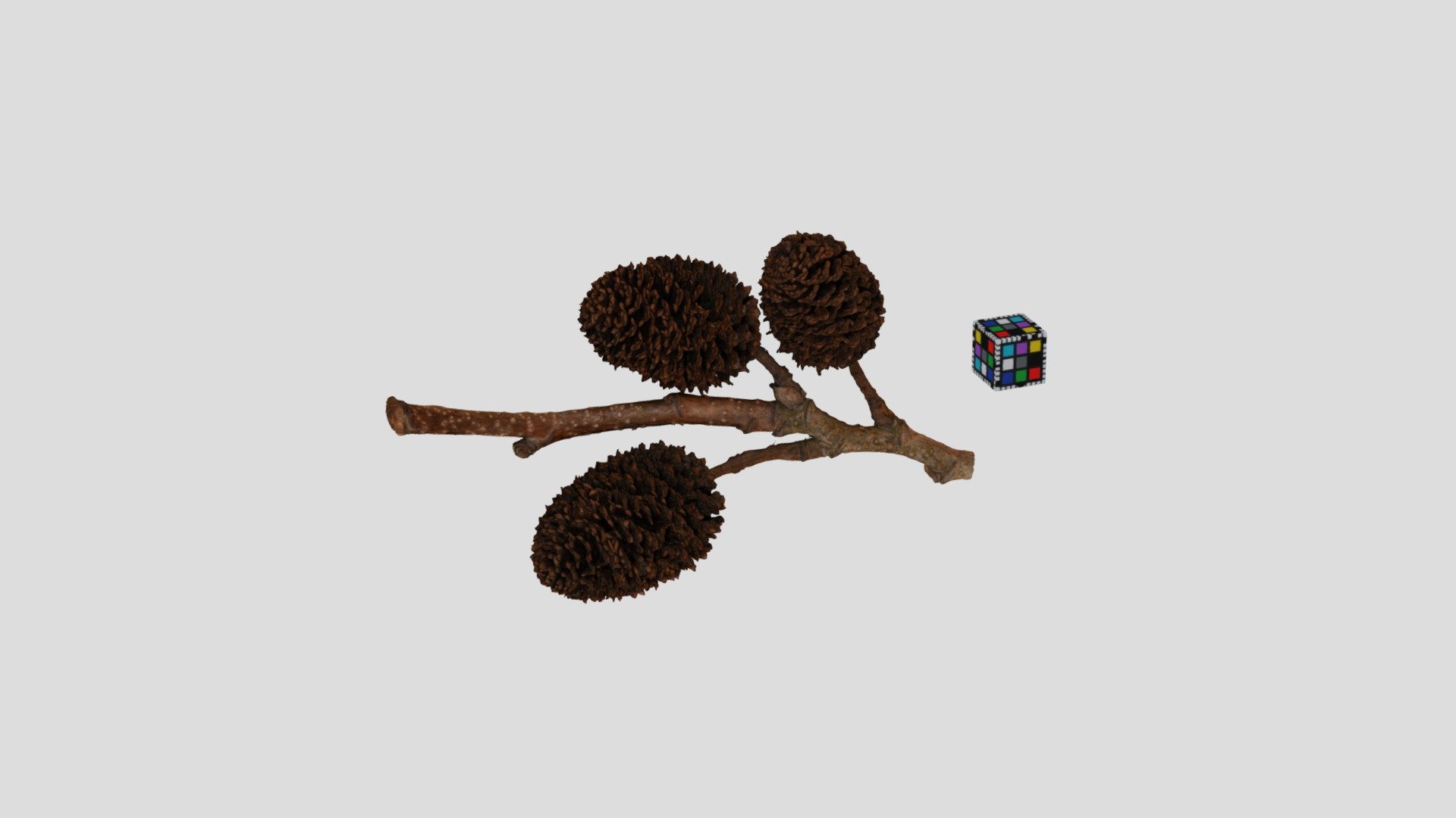オオバヤシャブシ Alnus sieboldiana