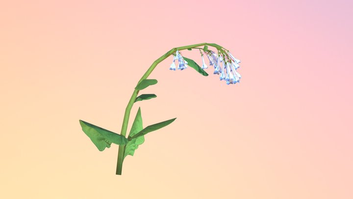 Virginia Bluebells (Mertensia virginica) 3D Model