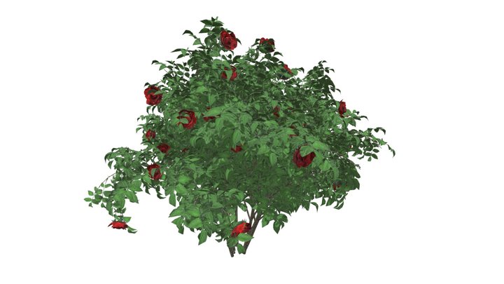 Red Rose Bush #05 3D Model