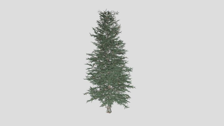 Blue Spruce Tree 3D Model