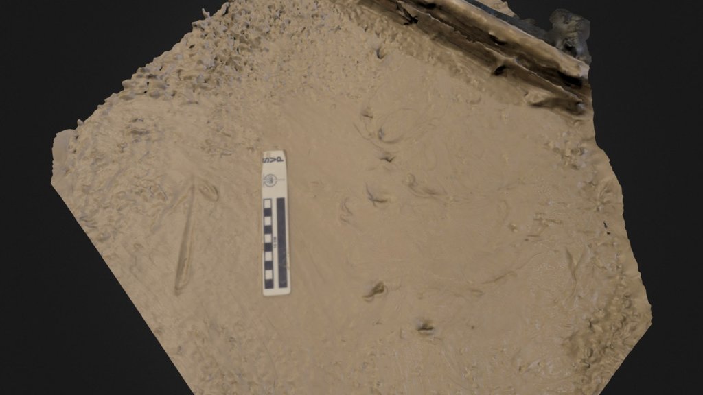 Lungfish trackway, mud -  L20130315 Run2