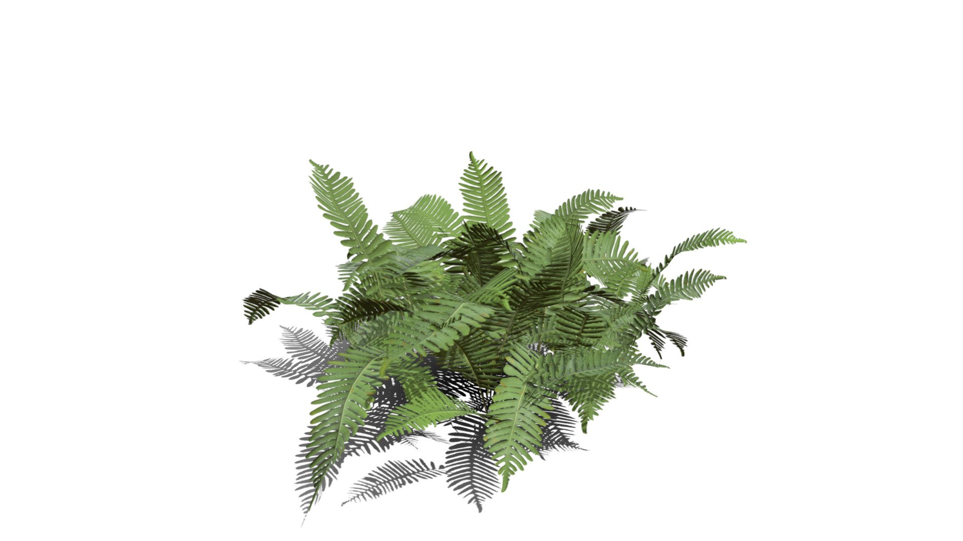 Realistic HD Common polypody fern (28/55) - Buy Royalty Free 3D model ...