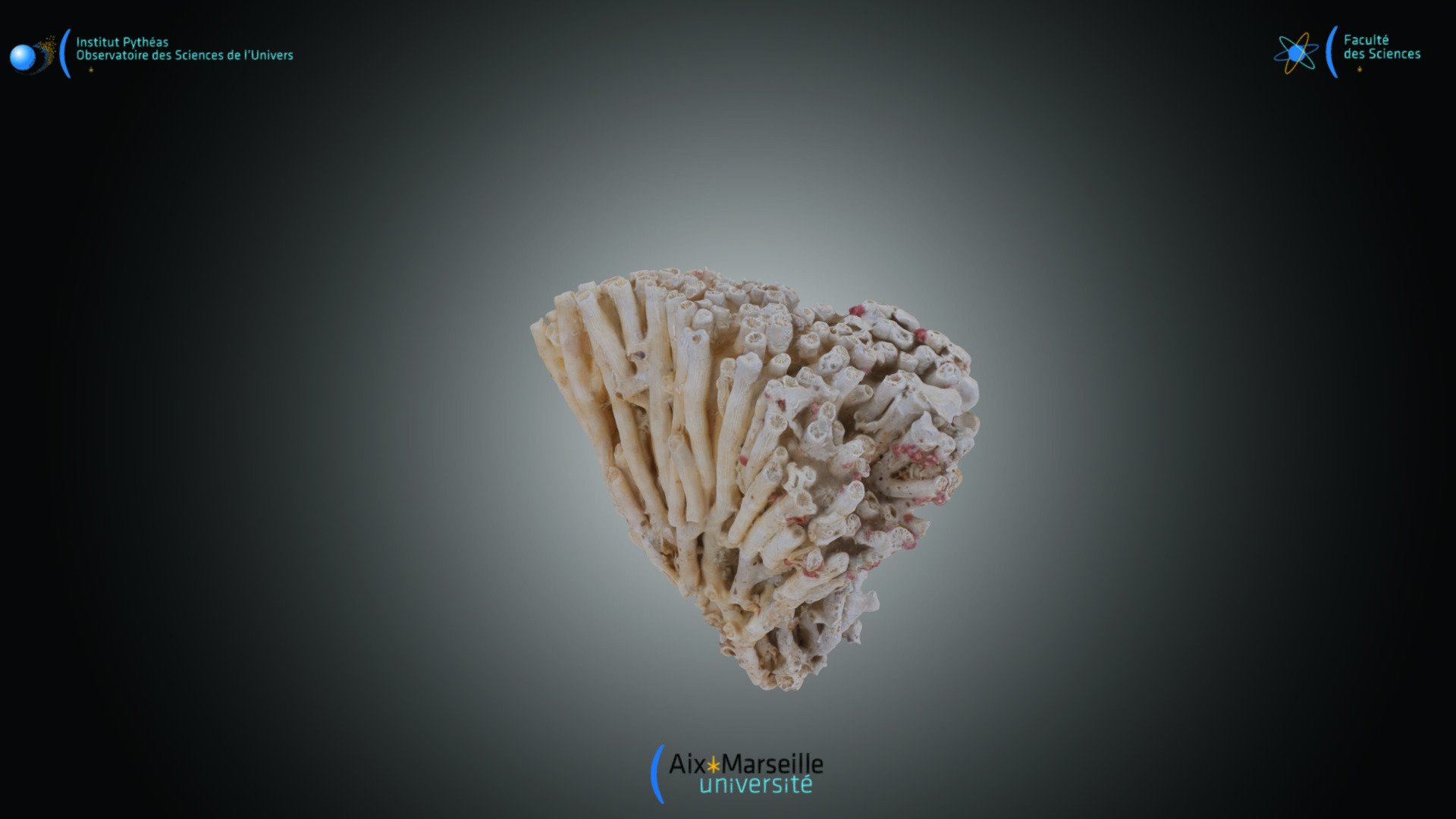 Cnidaire - Cladocora caespitosa