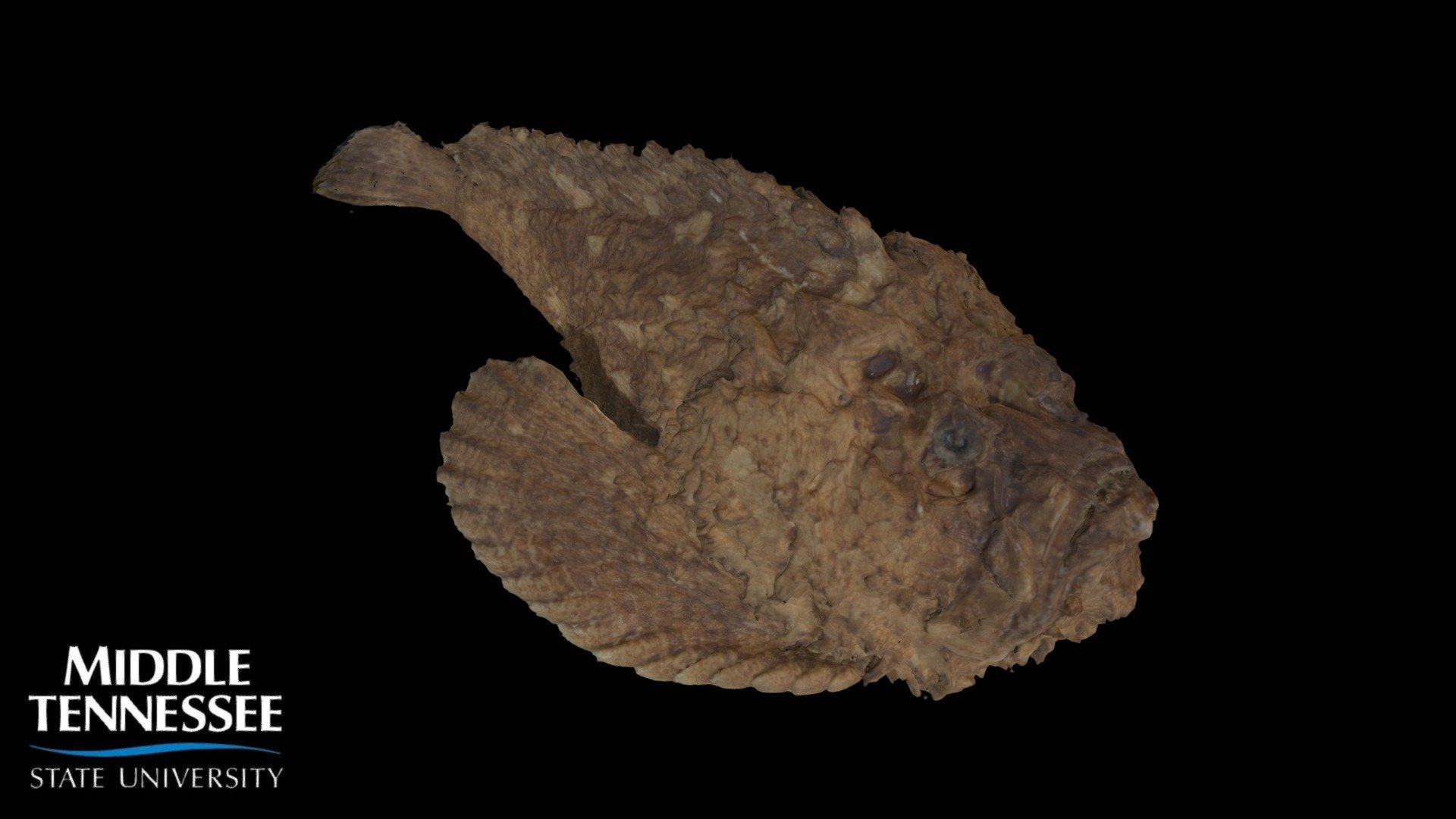 Stonefish - Synanceia verrucosa