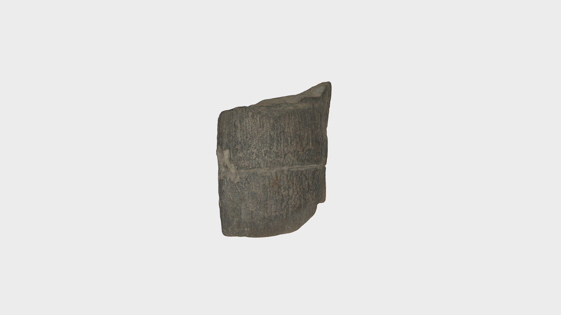 Joggins-tree-fossil