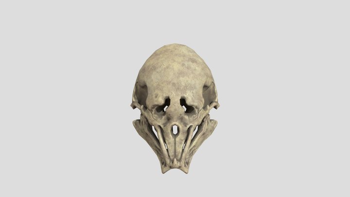 skull_Helmet 3D Model