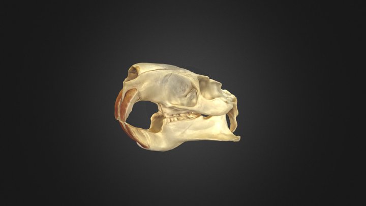nutria-skull 3D Model