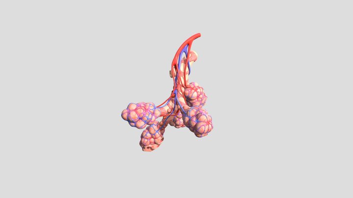 Bronchi 3D Model