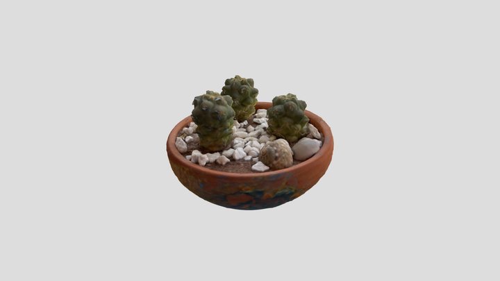 Cactuspot 3D Model